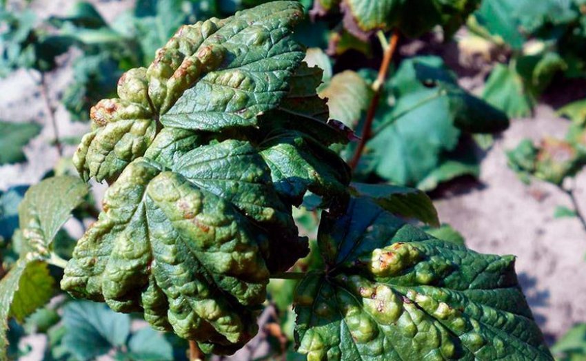 Мозаїка на смородині Мозаїка на смородині