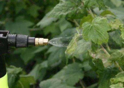 Застосування «Фітоспорину-М» на смородині: особливості та рекомендації