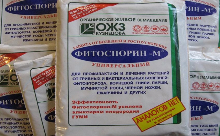 Применение фитоспорина для смородины. . Применение фитоспорина для смородины фото. Применение фитоспорина для смородины-. картинка Применение фитоспорина для смородины. картинка . Галина Кизима садовод-энтузиаст с 50-летним стажем, автор оригинальных методик