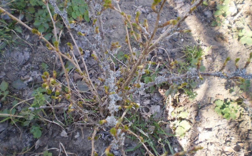 Лишайник на кущі аґрусу Лишайник на кущі аґрусу