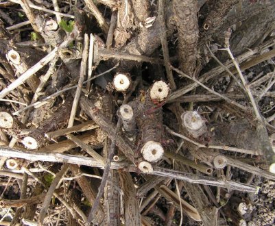 Боротьба зі стеклянницей на смородині