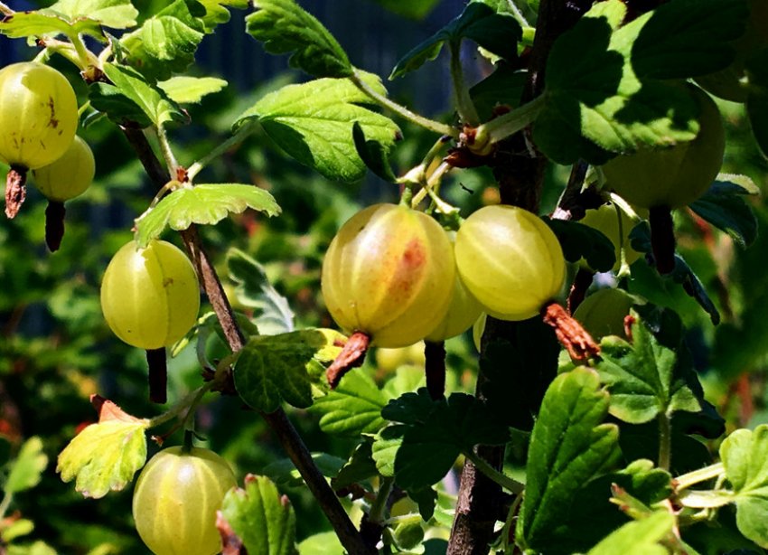 Урожай агрусу