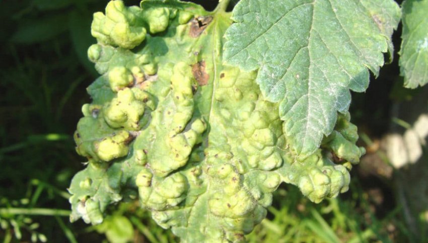 Антракноз на смородині Антракноз на смородині