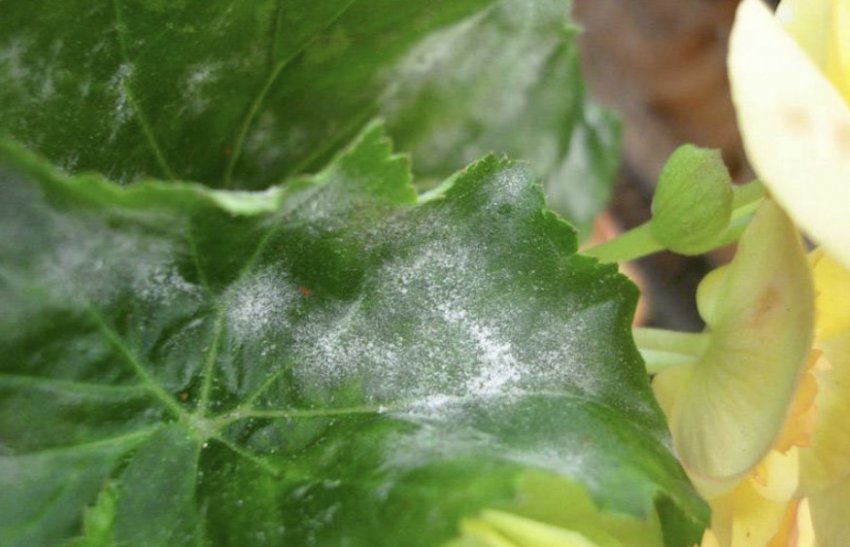 Борошниста роса на бегонії Борошниста роса на бегонії