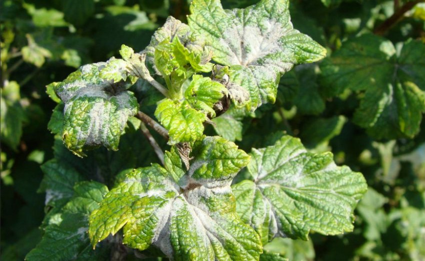 Борошниста роса на смородині Борошниста роса на смородині