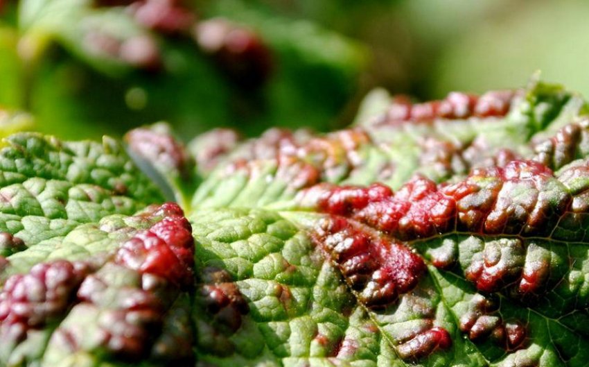 Бокальчатая іржа на смородині Бокальчатая іржа на смородині