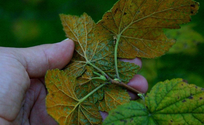Стовпчаста іржа на смородині Стовпчаста іржа на смородині
