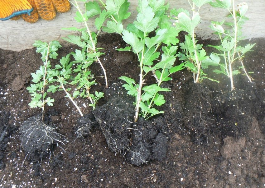 Саджанці агрусу