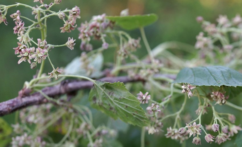 Махровість смородини Махровість смородини