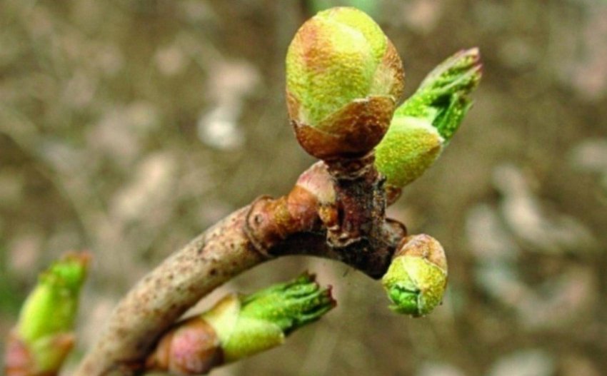 Бруньковий кліщ на смородині Бруньковий кліщ на смородині