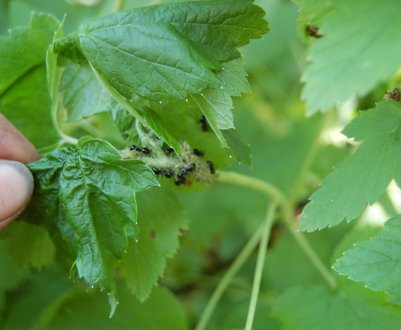 Як захистити смородину від мурах і попелиці