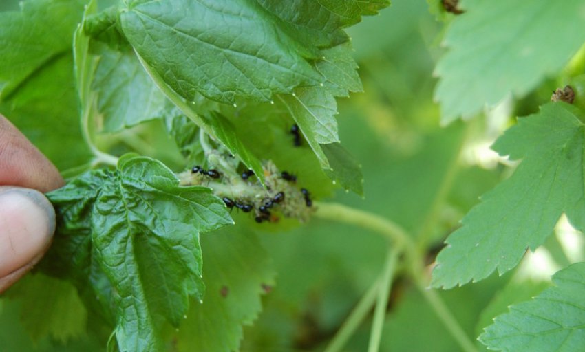 Смородинова попелиця Смородинова попелиця