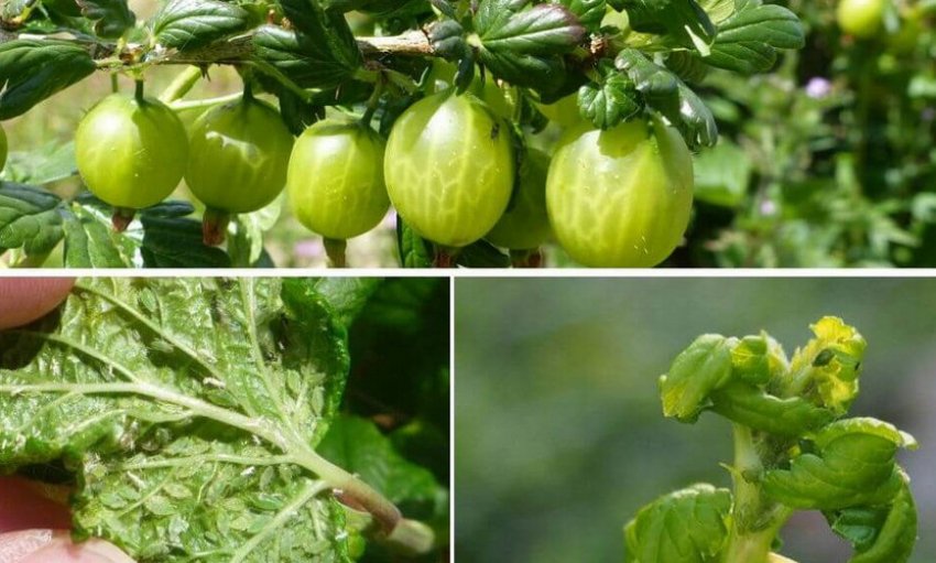 Крыжовниковая побеговая попелиця Крыжовниковая побеговая попелиця