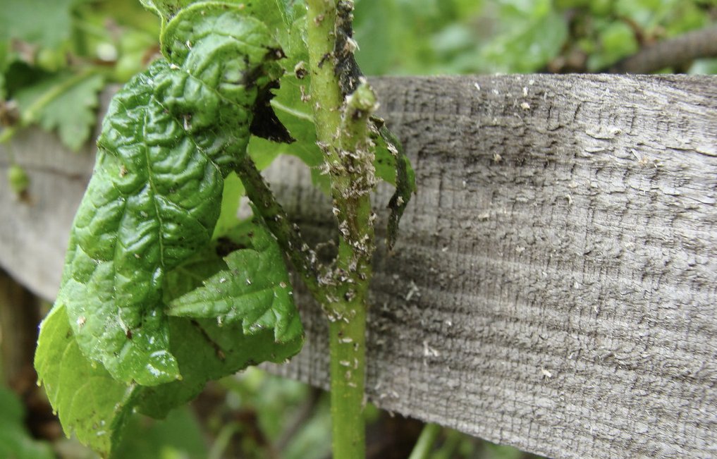 Тля и муравьи на смородине как избавиться и чем