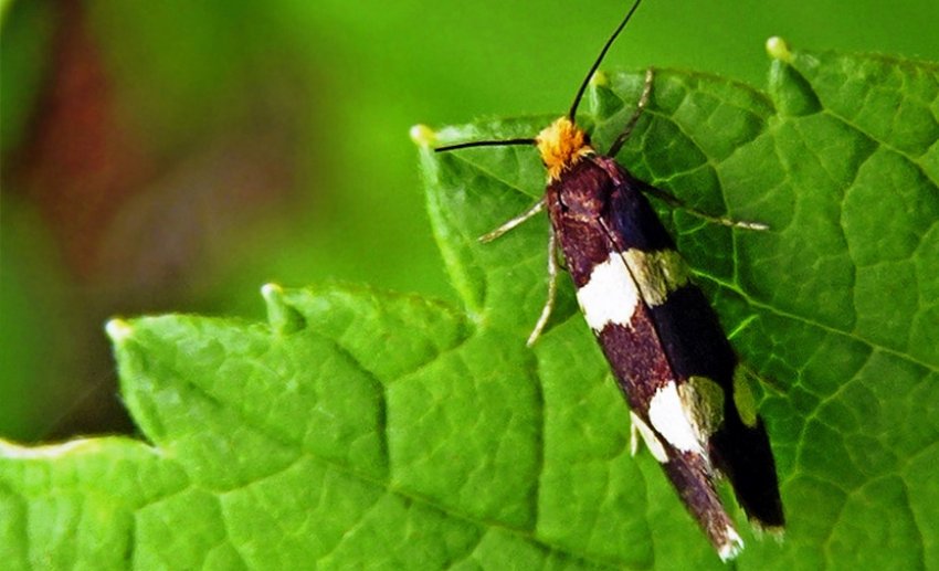 Почковая моль Почковая моль