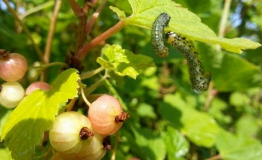 Огнівка на аґрусі Огнівка на аґрусі