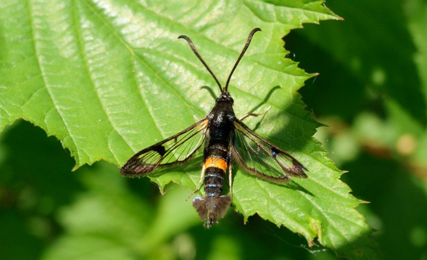 Смородинова стекляница Смородинова стекляница