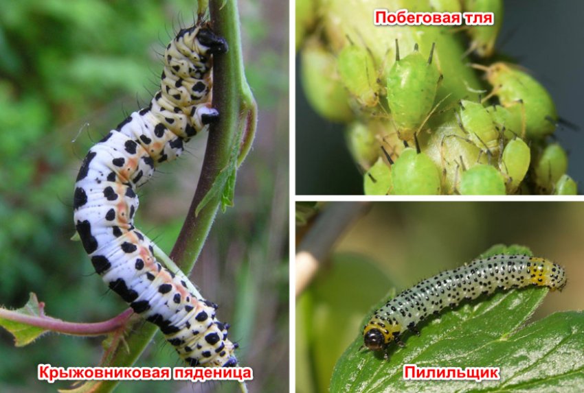 Шкідники золотистого агрусу