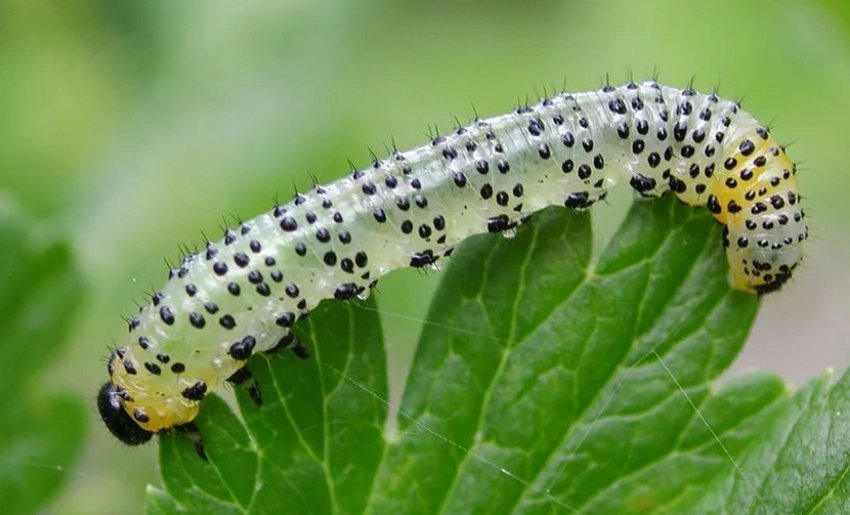 Аґрусовий пильщик Аґрусовий пильщик