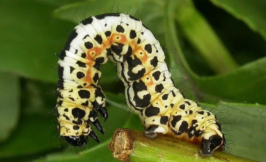 Крыжовниковая пяденица Крыжовниковая пяденица