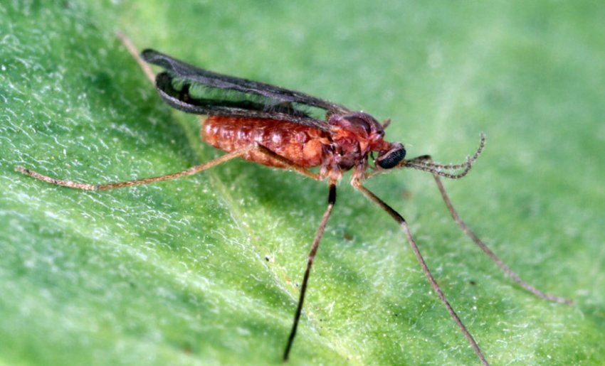 Смородинова галиця Смородинова галиця