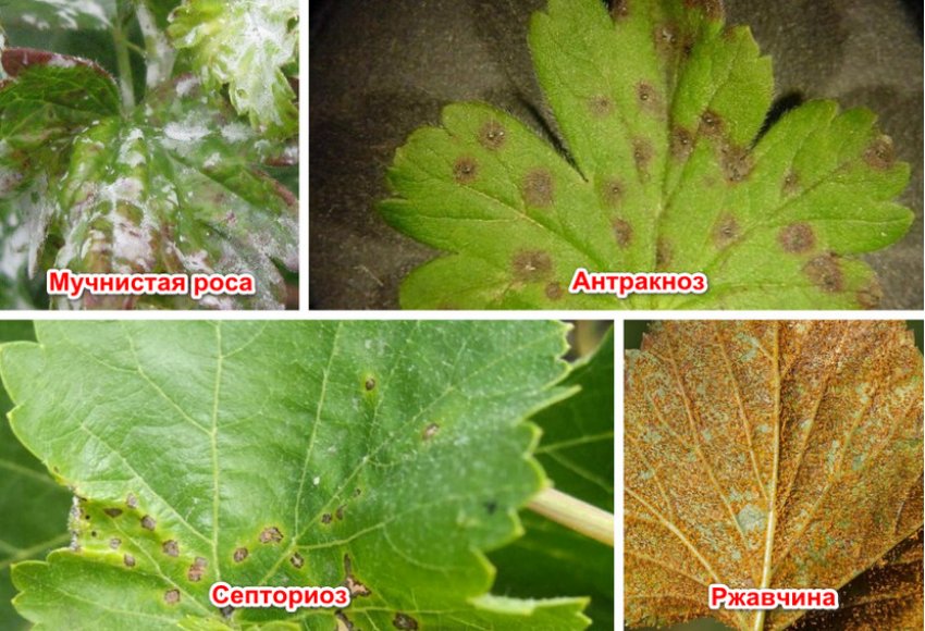 Хвороби золотистого агрусу