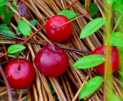 Користь і шкода журавлини при вагітності