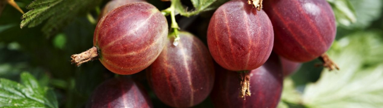 Агрус Північний капітан: зовнішній вигляд і основні характеристики сорту