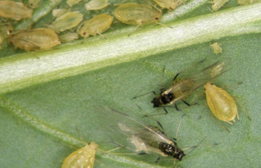 Оранжерейна попелиця Оранжерейна попелиця