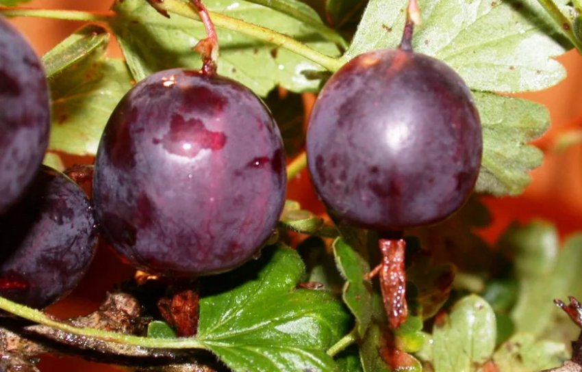 Агрус Північний капітан Агрус Північний капітан