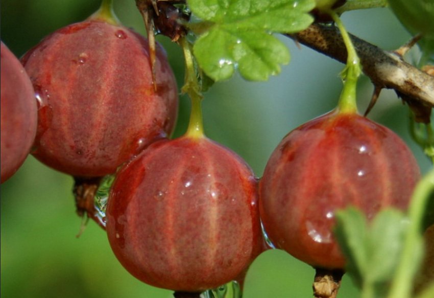 Агрус Північний капітан Агрус Північний капітан