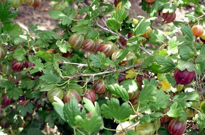 Агрус Північний капітан Агрус Північний капітан