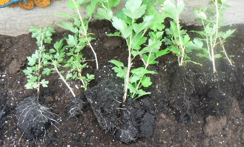 Посадковий матеріал агрусу Посадковий матеріал агрусу