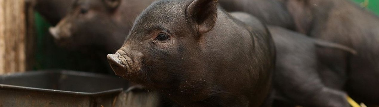 Африканська чума свиней у В'єтнамі дісталася до промислових ферм