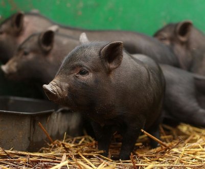 Африканська чума свиней у В'єтнамі дісталася до промислових ферм 