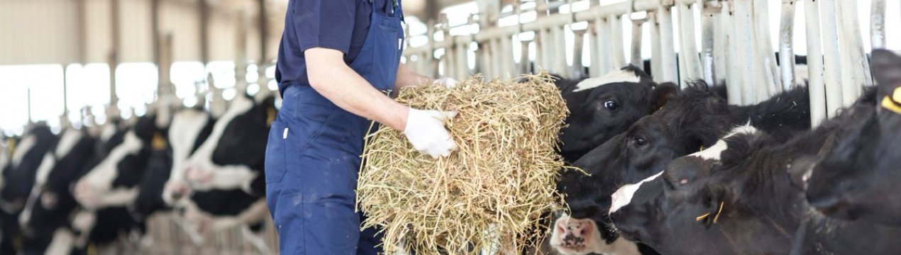 Ірландські молочні фермери шукають робітників в Індії