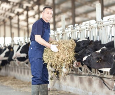 Ірландські молочні фермери шукають робітників в Індії