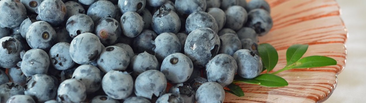 В Україні можуть з'явитися унікальні проекти з вирощування лохини