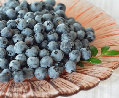 В Україні можуть з'явитися унікальні проекти з вирощування лохини 