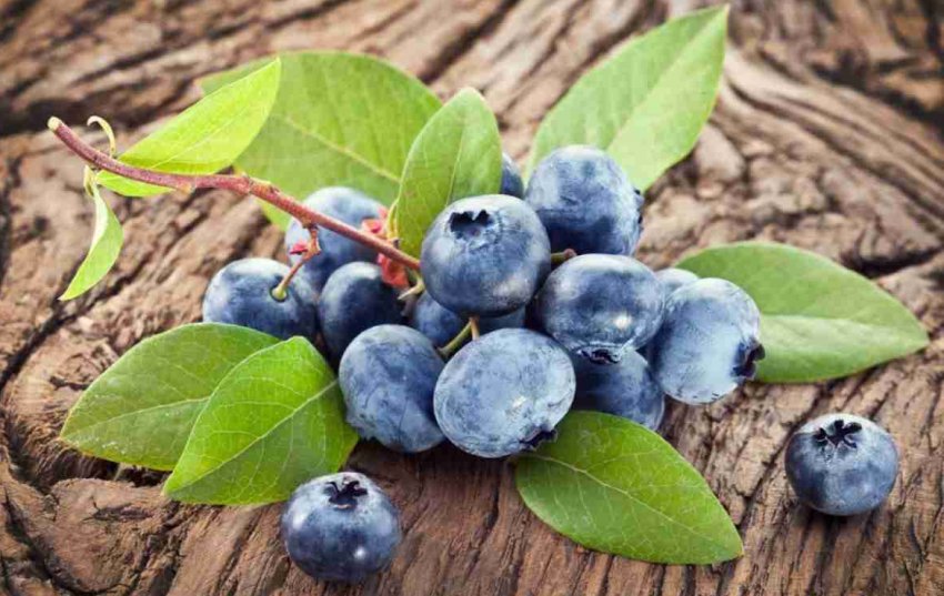 В Україні можуть з'явитися унікальні проекти з вирощування лохини