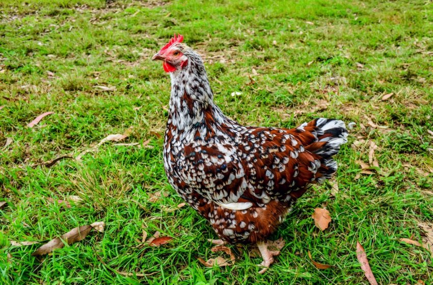 Птахівники України все частіше вибирають біогазову утилізацію пташиного посліду