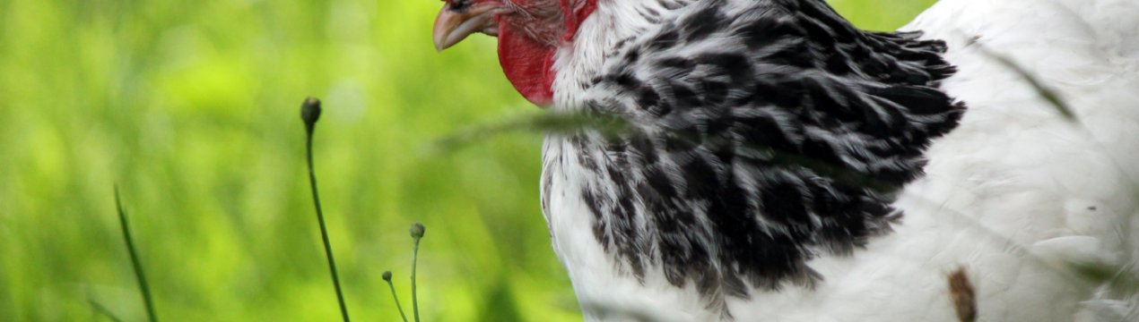 Птахівники України все частіше вибирають біогазову утилізацію пташиного посліду