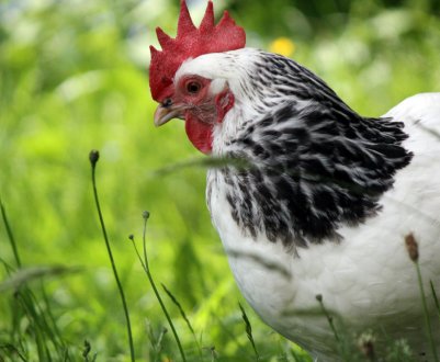 Птахівники України все частіше вибирають біогазову утилізацію пташиного посліду