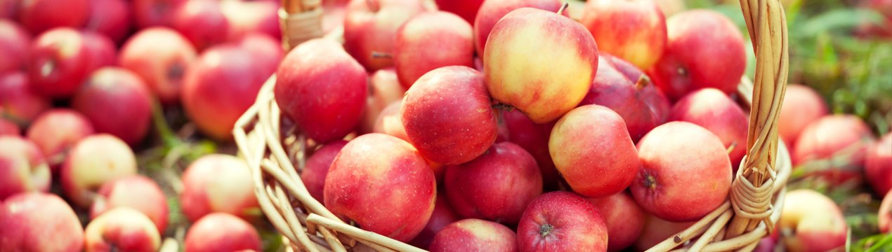 Погода істотно скоротила урожай краснодарських ранніх яблук