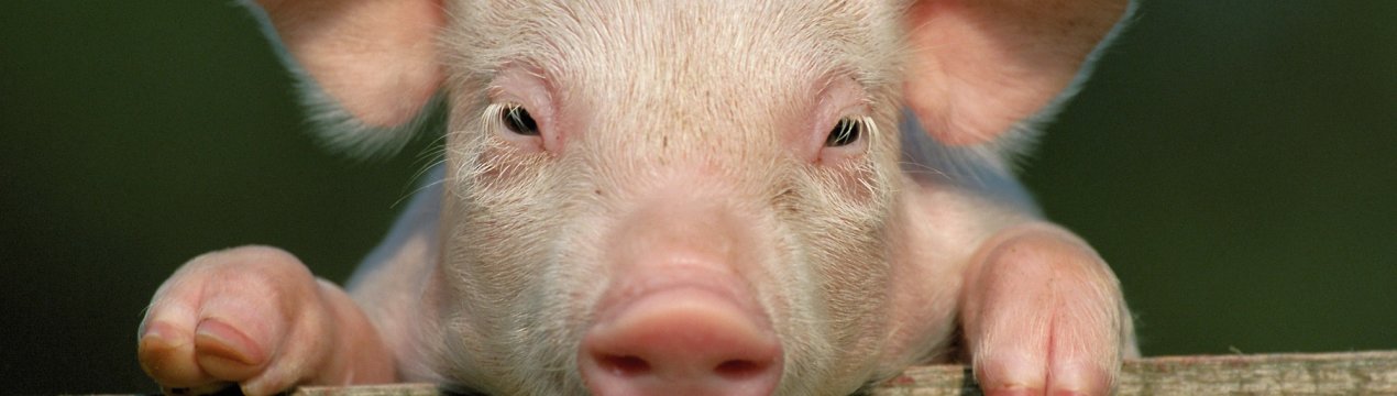 Новгородських свиней не вберегли від чуми