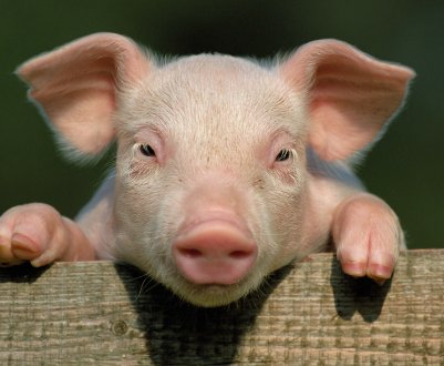 Новгородських свиней не вберегли від чуми