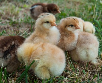 Челябінські ветеринари продемонстрували свої вміння у навчальній атаці пташиного грипу