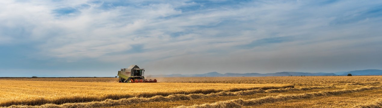 Донські аграрії збирають зерновий урожай