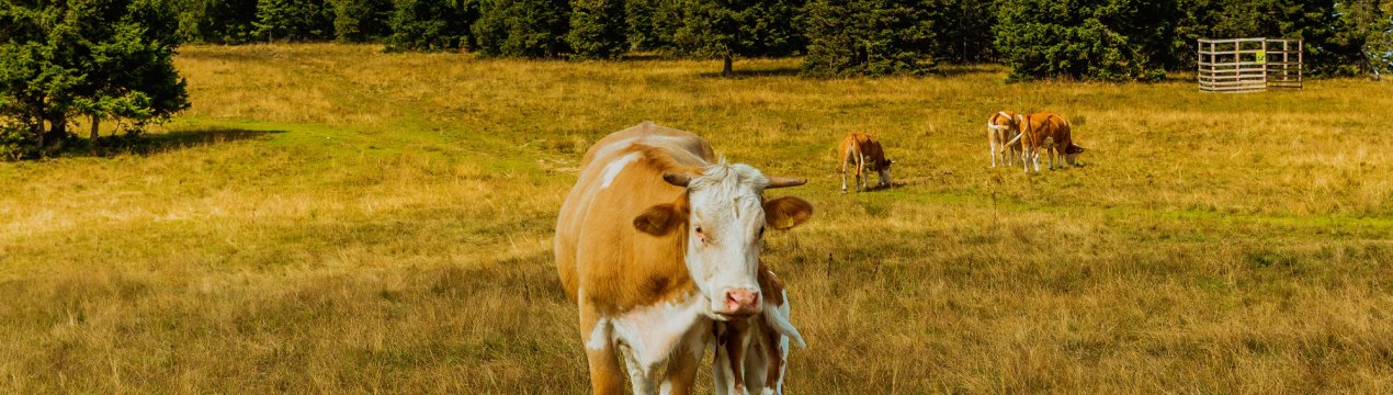 Саратовський худобу уникнув чуми та грипу, але постраждав від бруцельозу