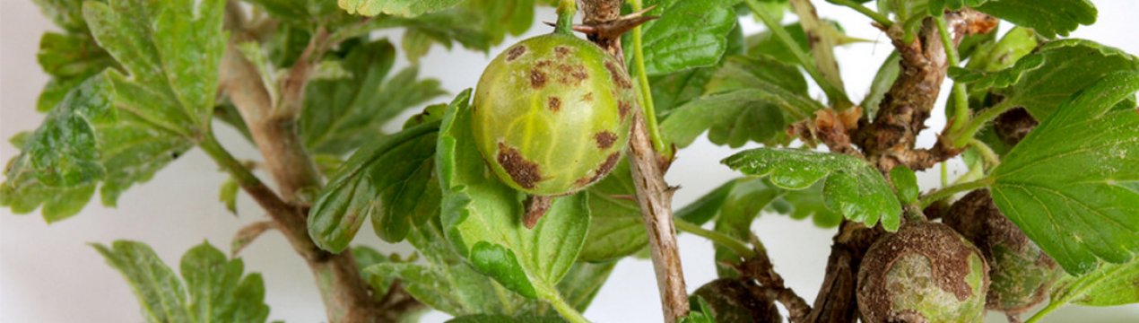 Хвороби, шкідники смородини та аґрусу: основні ознаки, позбавлення від них